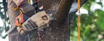 Best Tree Maintenance Programs  in Zion, PA