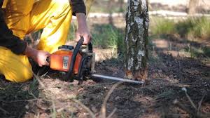 Best Fruit Tree Pruning  in Zion, PA