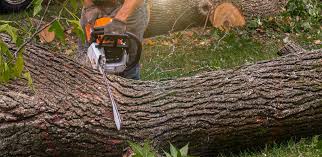 Best Tree Trimming and Pruning  in Zion, PA