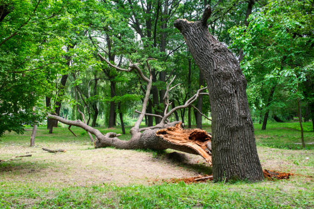 How Our Tree Care Process Works  in  Zion, PA