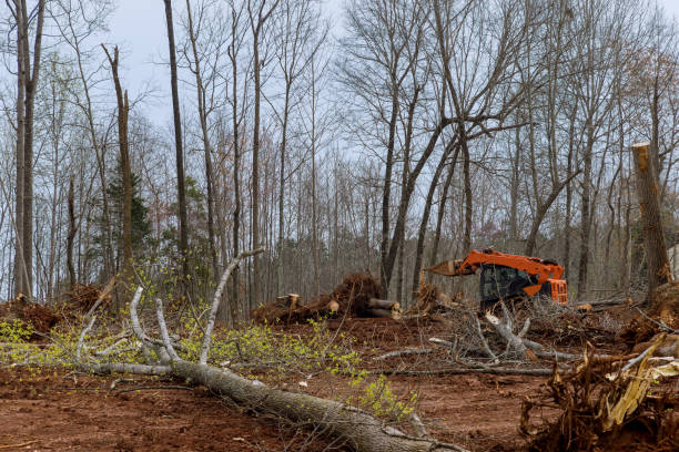 Best Utility Line Clearance  in Zion, PA