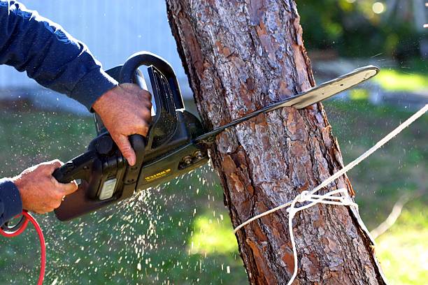 Best Commercial Tree Services  in Zion, PA
