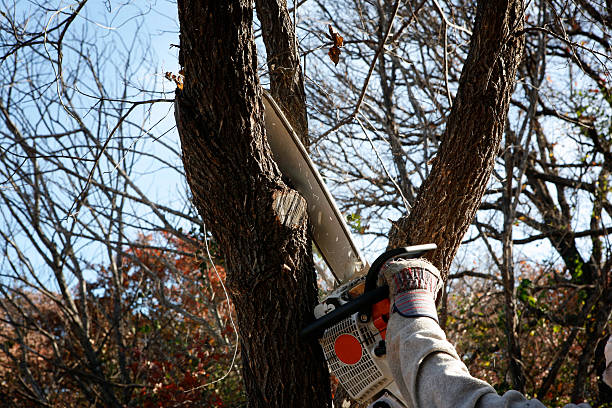 Best Storm Damage Tree Cleanup  in Zion, PA