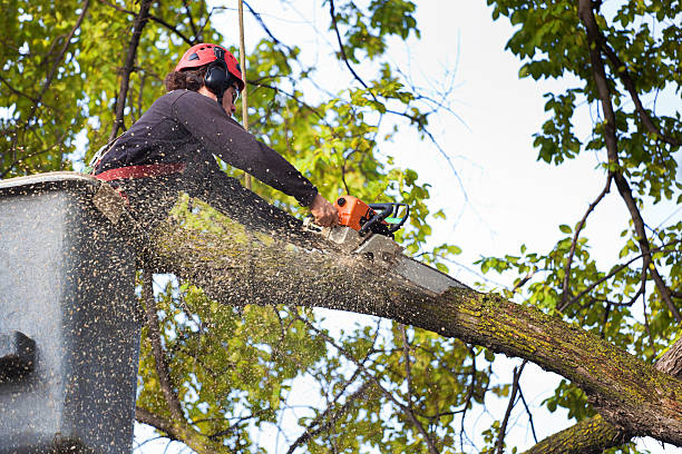 Best Stump Grinding and Removal  in Zion, PA