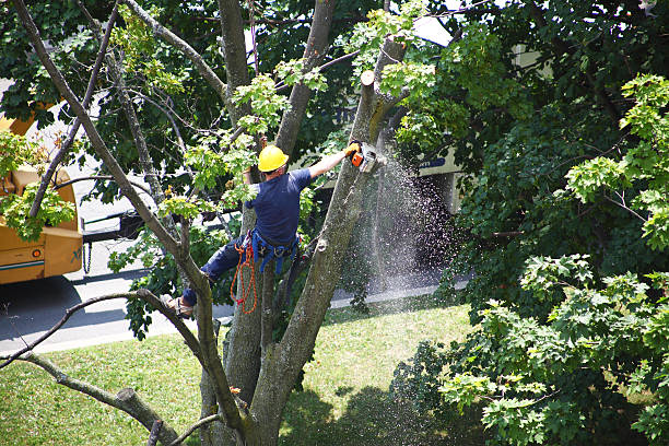 Best Hazardous Tree Removal  in Zion, PA